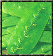 
Peas
